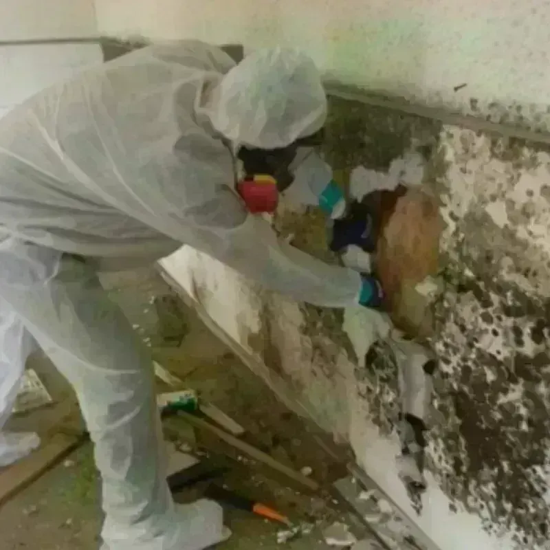 Mold Remediation and Removal in Webster Parish, LA